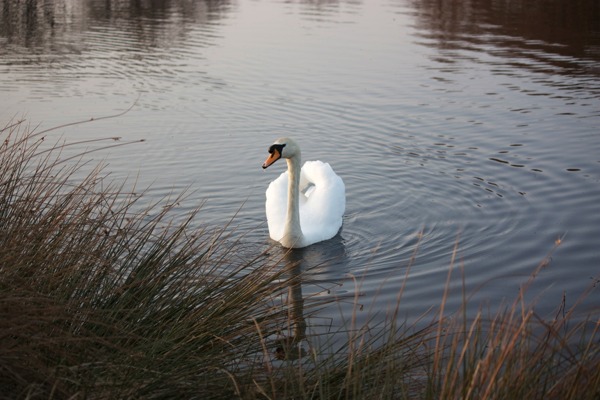 The Swan